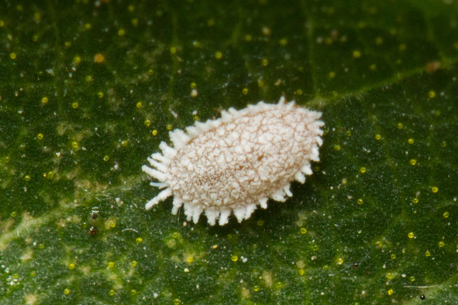 Long-Tailed Mealybug Barbados